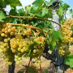 Vendemmia - Le strade piemontesi franate ancora inagibili impediranno il passaggio ai trattori