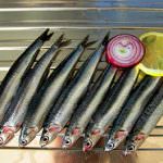 Anisakis: chi, come e perchè si deve effettuare un controllo sul pesce fresco?