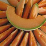 La coltura del melone al Mercato Agroalimentare della Sardegna