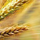 Celiachia, via libera al DDL Palagiano sull’etichettatura dei farmaci