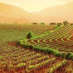 Finanziamenti per lo sviluppo rurale a rischio!