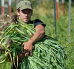 Disoccupazione record tra i giovani