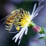 Toscana: Al via il Congresso nazionale dell'apicoltura italiana
