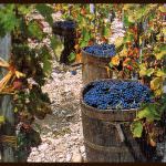 Emilia Romagna: Una vendemmia ricca di profumi