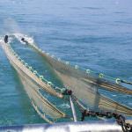 Pesce: nonostante la crisi, consumi in ripresa