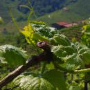 Presentazione del progetto Il vitigno Accardina a Montaldo Mondovì