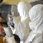 Influenza suina, nel futuro 2 miliardi di malati