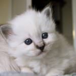 FederFauna: "Mutua per gli animali? Anmvi: è solo demagogia"