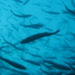 Sicilia: Firmato il protocollo d'intesa con l'Università degli studi di Palermo per l'attività di acquacoltura