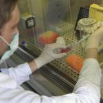 Influenza suina, l'OMS difende il vaccino