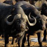 Italia, la carica dei bufali