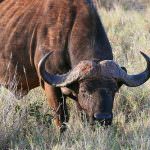 Performances infra vitam e post mortem del bufalo da carne