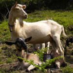 Capra apuana sull'orlo dell'estinzione