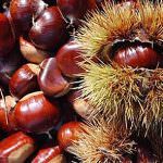 CIA: "Avremo grandi produzioni di funghi, tartufi, castagne e nocciole"