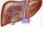 Alzheimer, la malattia inizia nel fegato