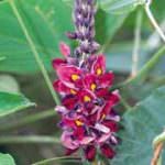 Il Kudzu, la pianta contro l'alcolismo