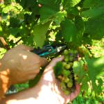 La vendemmia in diretta raccontata dai protagonisti