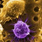 Cellule staminali magnetizzate per riparare cuore ed arterie