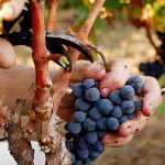 Vendemmia 2010: buona qualità e superiore a quella del 2009