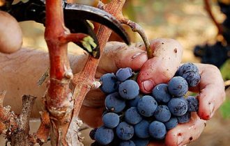 Veneto: Passa il decreto Galan, Le vinacce diventano fertilizzante