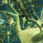 Il cervello controlla il grasso del corpo