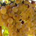 Semi d'uva: distruggono le cellule cancerose, tutelano quelle sane