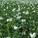 Afghanistan: Soldi in cambio della promessa di non piantare papaveri da oppio