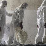 Cile, l'influenza suina infetta anche i tacchini