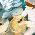 Influenza suina: il Laninavir sfida il Tamiflu