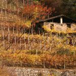 Trentino: Tornano le antiche viti autoctone
