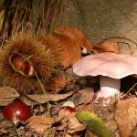 In provincia di Treviso dal 28 agosto tornano le "Delizie d'Autunno"