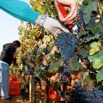 Disoccupati, cassaintegrati e lavoratori in mobilità danno le braccia all'agricoltura