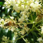 Sfida tra apicoltori e campioni del miele