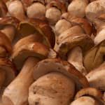 Una nuova rassegna gastronomica dedicata al pregiato fungo dei boschi