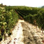 Piemonte: E' cominciata la vendemmia per l'Asti docg