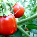 Sardegna: In arrivo 770mila euro per le aziende del biologico