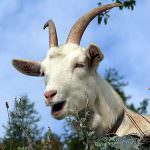 Lombardia: Ottavo concorso gastronomico internazionale "La capra a tavola"