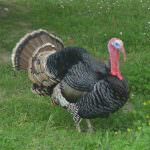 FAO: "L'influenza da virus H1N1 tra i tacchini potrebbe propagarsi"