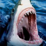 Allarme squalo. E le spiagge di Barcellona chiudono