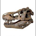 Creare dinosauri dal DNA delle galline