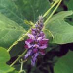 Il Kudzu per la salute del cuore