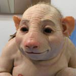 Maiale o bufala? Dal web, ecco le leggende sull'influenza suina