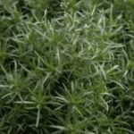 Il psillio, una fibra solubile per curare il colon irratibile