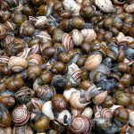 Puglia: Allarme diossina nelle lumache