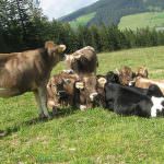 Copargi avverte: la crisi del settore latte sta piegando il comparto