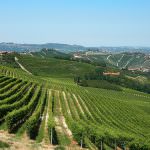La Contea di Neive: Tradizionale gran pranzo del Vendemmiatore