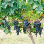 Salvaguardia Biodiversità: L'Italia è prima nel mondo