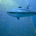 Oceana e Marviva chiedono al governo italiano di dare il suo sostegno all' introduzione del tonno rosso tra le specie protette dalla Cites