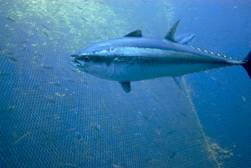 Oceana e Marviva chiedono al governo italiano di dare il suo sostegno all’ introduzione del tonno rosso tra le specie protette dalla Cites
