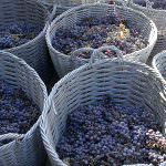 Uva: la roccia la crea, l'uomo la perfeziona, il territorio la rende unica